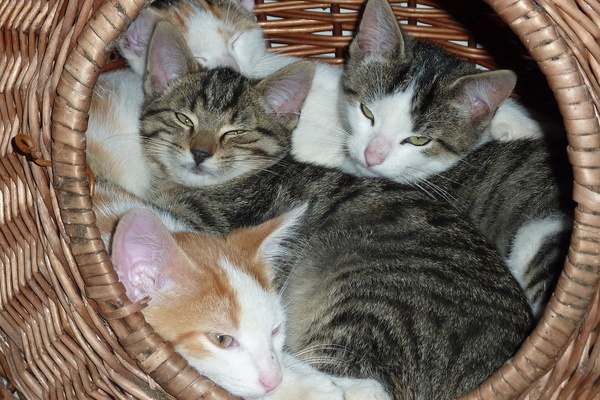 Katzen auf dem Oberhfenhof