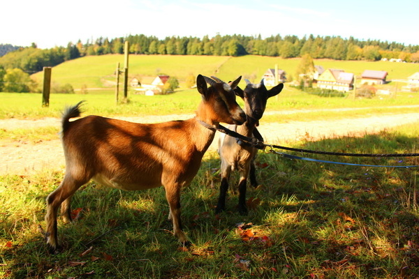 'Ziegenspaziergang'