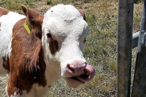 ''Unsere K�lber freuen sich �ber Streicheleinheiten. ''