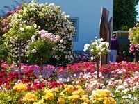 Rosen (Bildnachweis: Mit freundlicher Genehmigung der Tourist Information" Am Roseneck" Weilheim) Rosen (Bildnachweis: Mit freundlicher Genehmigung der Tourist Information" Am Roseneck" Weilheim)