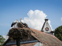 Storchennest (Bildnachweis: Mit freundlicher Genehmigung der Tourist-Information Kandern) Storchennest (Bildnachweis: Mit freundlicher Genehmigung der Tourist-Information Kandern)