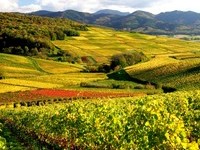 Blick vom Kirchberg �ber die herbstliche Reblandschaft des s�dlichen Sch�nberggebiets bei Ehrenkirchen  (Bildnachweis: Copyright und Fotograf: Th. Coch)