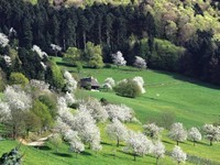 Berghäusle im Frühling - Fotograf Bernhard Würzburger (Bildnachweis: © Tourist-Info Glottertal, Foto: Bernhard Würzburger)