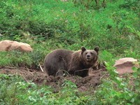 (Bildnachweis: Mit freundlicher Genehmigung von www.wolftal.de) (Bildnachweis: Mit freundlicher Genehmigung von www.wolftal.de)
