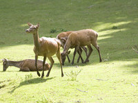 (Bildnachweis: Stadt Bad Säckingen, Tourismus- und Kulturamt)  (Bildnachweis: Stadt Bad Säckingen, Tourismus- und Kulturamt)