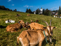  (Bildnachweis: Tourist-Information Höchenschwand, Foto: Klaus Hansen)
