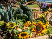 Görwihl - Erntedankumzug (Bildnachweis: Mit freundlicher Genehmigung der Hotzenwald Tourist-Info Görwihl  ) Görwihl - Erntedankumzug (Bildnachweis: Mit freundlicher Genehmigung der Hotzenwald Tourist-Info Görwihl  )