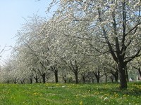 (Bildnachweis: Mit freundlicher Genehmigung der Stadt Schliengen)  (Bildnachweis: Mit freundlicher Genehmigung der Stadt Schliengen)