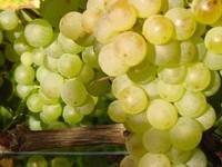 (Bildnachweis: Mit freundlicher Genehmigung der Stadt Schliengen)  (Bildnachweis: Mit freundlicher Genehmigung der Stadt Schliengen)