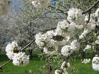 (Bildnachweis: Mit freundlicher Genehmigung der Stadt Schliengen)  (Bildnachweis: Mit freundlicher Genehmigung der Stadt Schliengen)