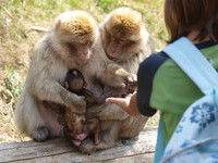 (Bildnachweis: Vogelpark-Steinen) (Bildnachweis: Vogelpark-Steinen)
