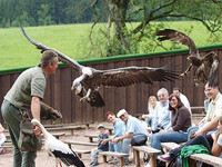 (Bildnachweis: Vogelpark-Steinen)  (Bildnachweis: Vogelpark-Steinen)