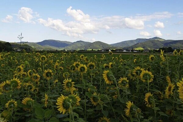Sonnenblumen-Wiese im Dreisamtal Copyright: (Tourist-Information Dreisamtal) Sonnenblumen-Wiese im Dreisamtal Copyright: (Tourist-Information Dreisamtal)