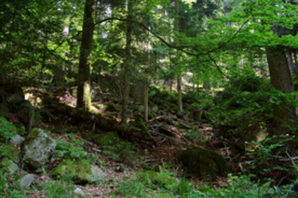 Grotannenweg Bildnachweis: Mit freundlicher Genehmigung der Gemeinde Seewald