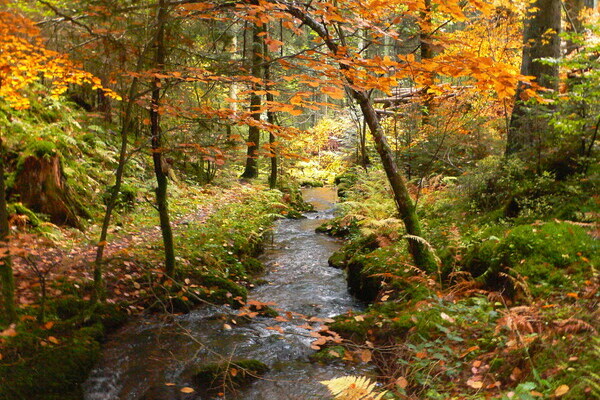 Copyright: (Gemeinde Calw) Copyright: (Gemeinde Calw)