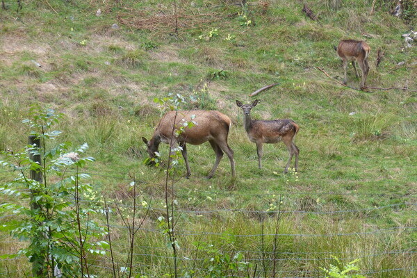 Wildgehege Hinterlangenbach Copyright: (Mit freundlicher Genehmigung von Baiersbronn Touristik) Wildgehege Hinterlangenbach Copyright: (Mit freundlicher Genehmigung von Baiersbronn Touristik)